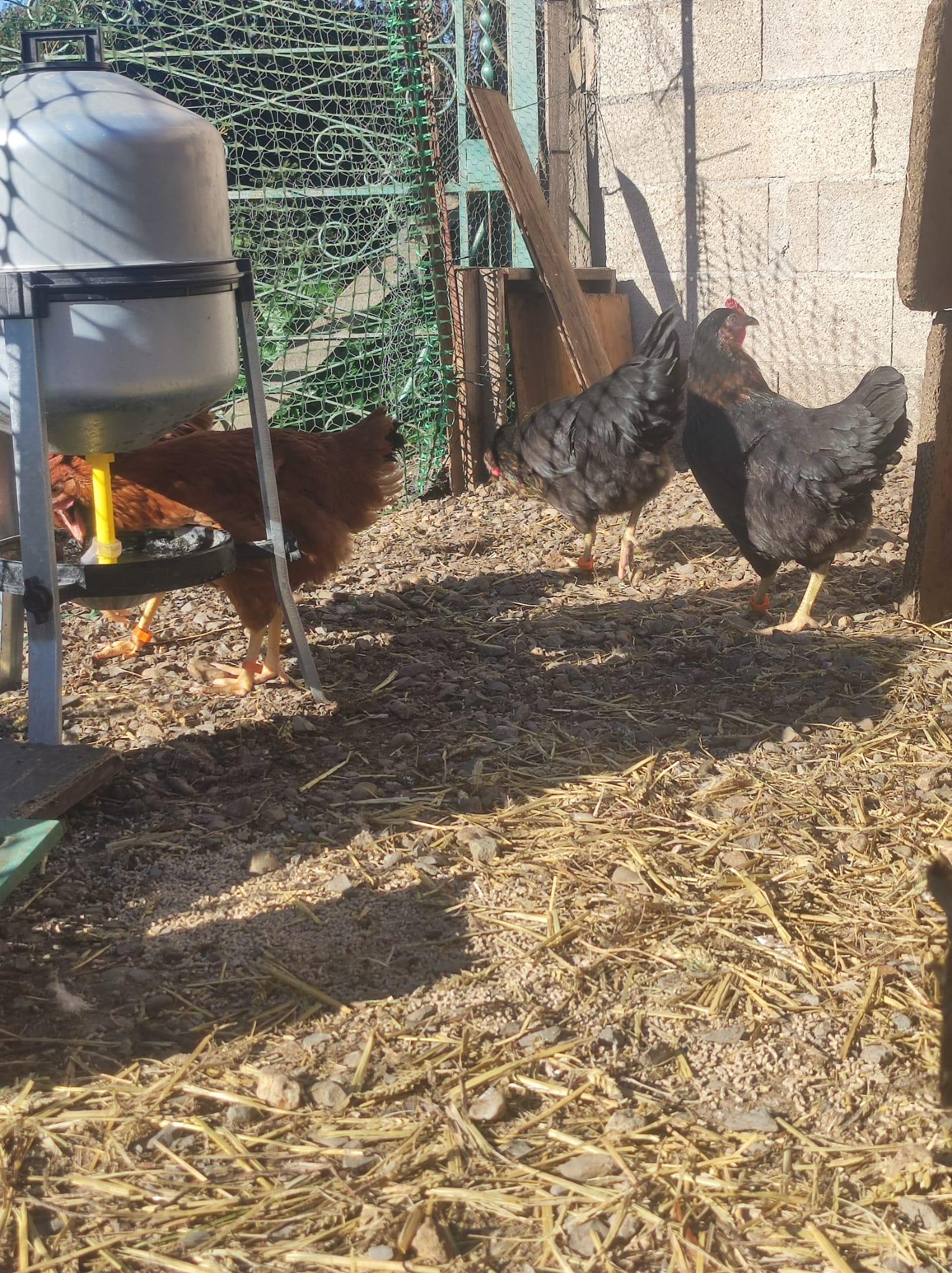 Nos poules